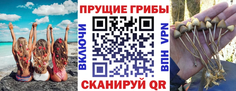 Псилоцибиновые грибы Cubensis  Ленинск 